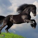 أُرِي الْخَيْلُ فِي هودجآ مُرَصَّعًا بِالْيَاقُوت ممهدآ لِلفِرسَانْ