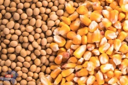 1658146873 399 110215 soybeanscorn lead 696x435 1