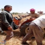 القصير-يتابع-حصاد-القمح-