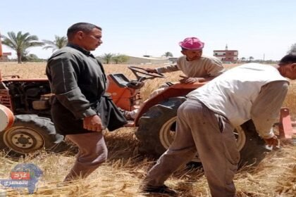 القصير-يتابع-حصاد-القمح-