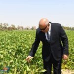 محافظ قنا يتفقد محصول فول الصويا ..ضمن مشروع الـ1000 فدان