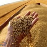 بشرى من الفلاحين .. زراعة 4 ملايين فدان من القمح الموسم المقبل وصولا للإكتفاء الذاتي