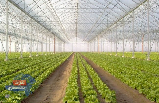 الجيش يطرح إدارة وتشغيل الصوب الزراعية أمام القطاع الخاص