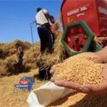 "أكثر من 34 ألف طن.. محافظ دمياط تتابع توريد محصول القمح لهذا الموسم"