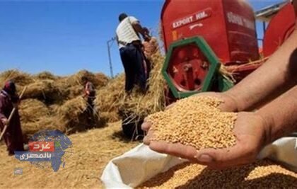"أكثر من 34 ألف طن.. محافظ دمياط تتابع توريد محصول القمح لهذا الموسم"