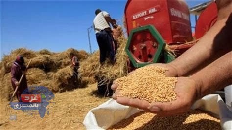 "أكثر من 34 ألف طن.. محافظ دمياط تتابع توريد محصول القمح لهذا الموسم"