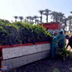 زراعة 600 شتلة جزر بالأقصر لمواجهة التغيرات المناخية