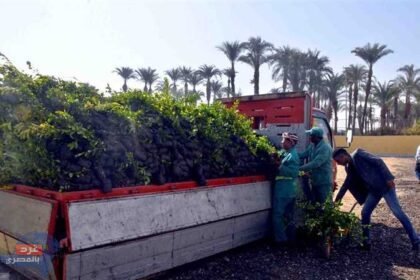 زراعة 600 شتلة جزر بالأقصر لمواجهة التغيرات المناخية