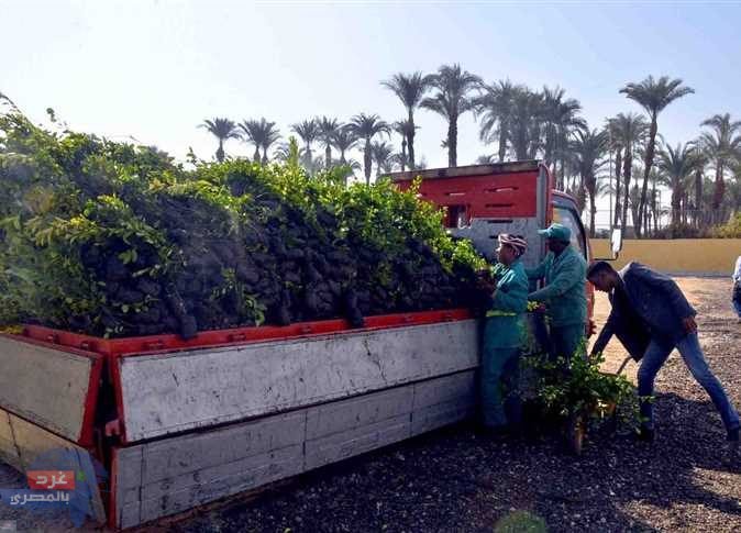 زراعة 600 شتلة جزر بالأقصر لمواجهة التغيرات المناخية