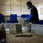 سنغافورة: تقول نعم للحشرات الصالحة لتعزيز الامن الغذائي منها الصراصير والعث