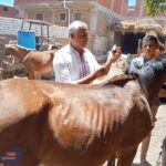 جامعة الزقازيق توجه قافلة بيطرية لقرية تل مسمار مركز الزقازيق بالشرقية