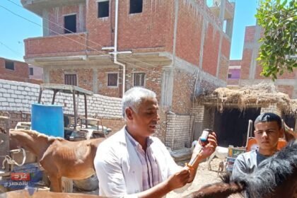 جامعة الزقازيق توجه قافلة بيطرية لقرية تل مسمار مركز الزقازيق بالشرقية