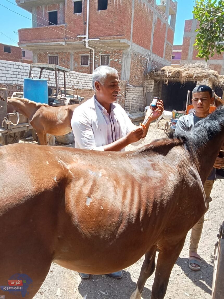 جامعة الزقازيق توجه قافلة بيطرية لقرية تل مسمار مركز الزقازيق بالشرقية