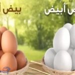 ارتفاع سعر كرتونة البيض 3 جنيهات في السوق المحلية ..اليوم 11 اغسطس 2024