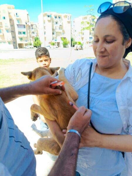 حملة لتطعيم الكلاب الضالة بلقاح "السعار " في دمياط الجديدة