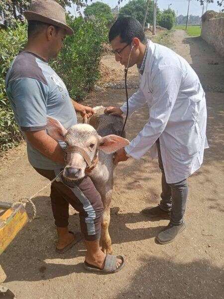جامعة الزقازيق توجه قافلة بيطرية مجانية لقرية الطيبة بالشرقية جامعة الزقازيق توجه قافلة بيطرية مجانية لقرية الطيبة بالشرقية