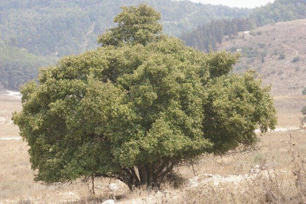 فوز مدينة سانت كاترين بجائزة عالمية كعاصمة الأديان والتسامح والسلام والسياحة في العالم