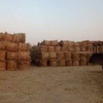 حرق قش الارز