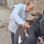 جامعة الزقازيق توجه قافلة بيطرية مجانية لقرية كفر النجار مركز أبو كبير بالشرقية