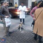 استمرار الحملات لتطعيم وتعقيم الكلاب الضالة بدمياط