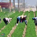 تقنين عمل المهاجرين