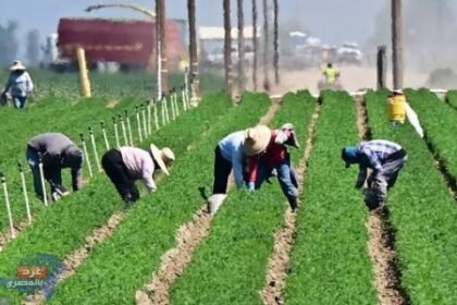 تقنين عمل المهاجرين