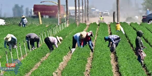 ترامب يقترح خطة جديدة لتقنين عمل المهاجرين غير المسجلين في المزارع والفنادق