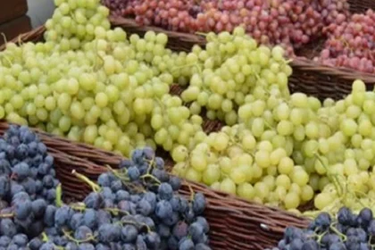 توريد العنب المصري للأسواق الدولية