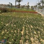 عودة الجمال إلى مارينا: خطة شاملة لتأهيل المسطحات الخضراء وتعزيز الوجهة السياحية