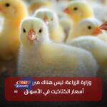 الدواجن البيبي