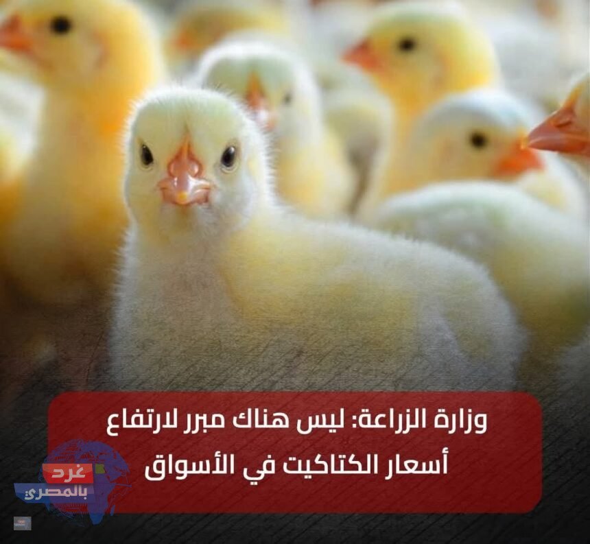 الدواجن البيبي