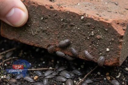 أونيسيديا (Oniscidea)،