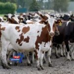المشروع القومي للبتلو… 10.35 مليار جنيه تعزز الأمن الغذائي وتنعش الريف المصري