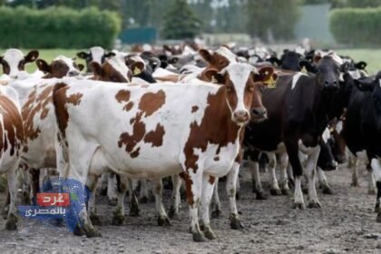 المشروع القومي للبتلو… 10.35 مليار جنيه تعزز الأمن الغذائي وتنعش الريف المصري
