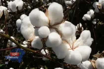 القطن المصري طويل التيلة