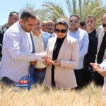 القمح النووي يغزو صحراء الوادي الجديد