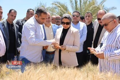 القمح النووي يغزو صحراء الوادي الجديد
