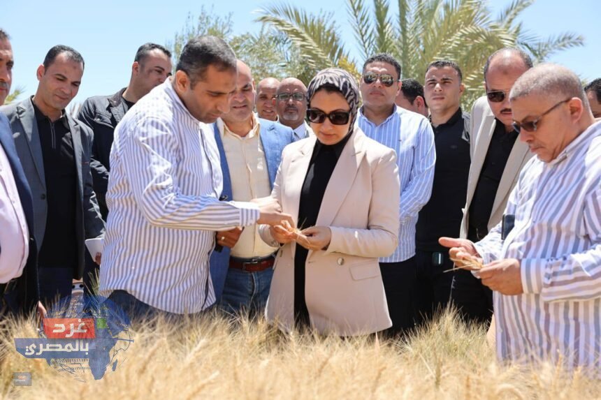 القمح النووي يغزو صحراء الوادي الجديد