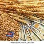 واردات القمح المصرية