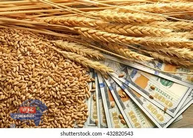 أسعار القمح عالميًا