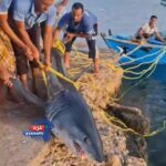 اصطياد سمكة قرش بطول 3 أمتار