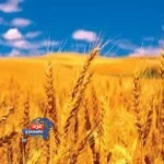 القمح المحلي يسجل 1.5 مليون طن
