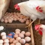 أسعار الدواجن والبيض