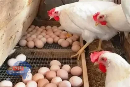 أسعار الدواجن والبيض