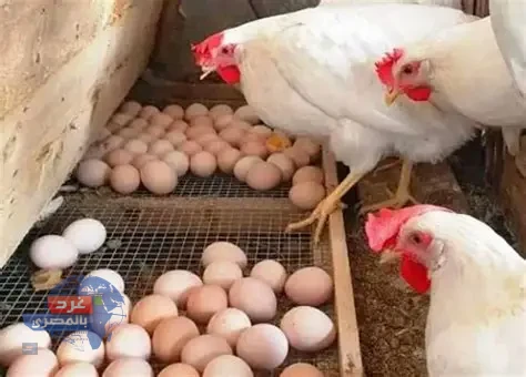 أسعار الدواجن والبيض