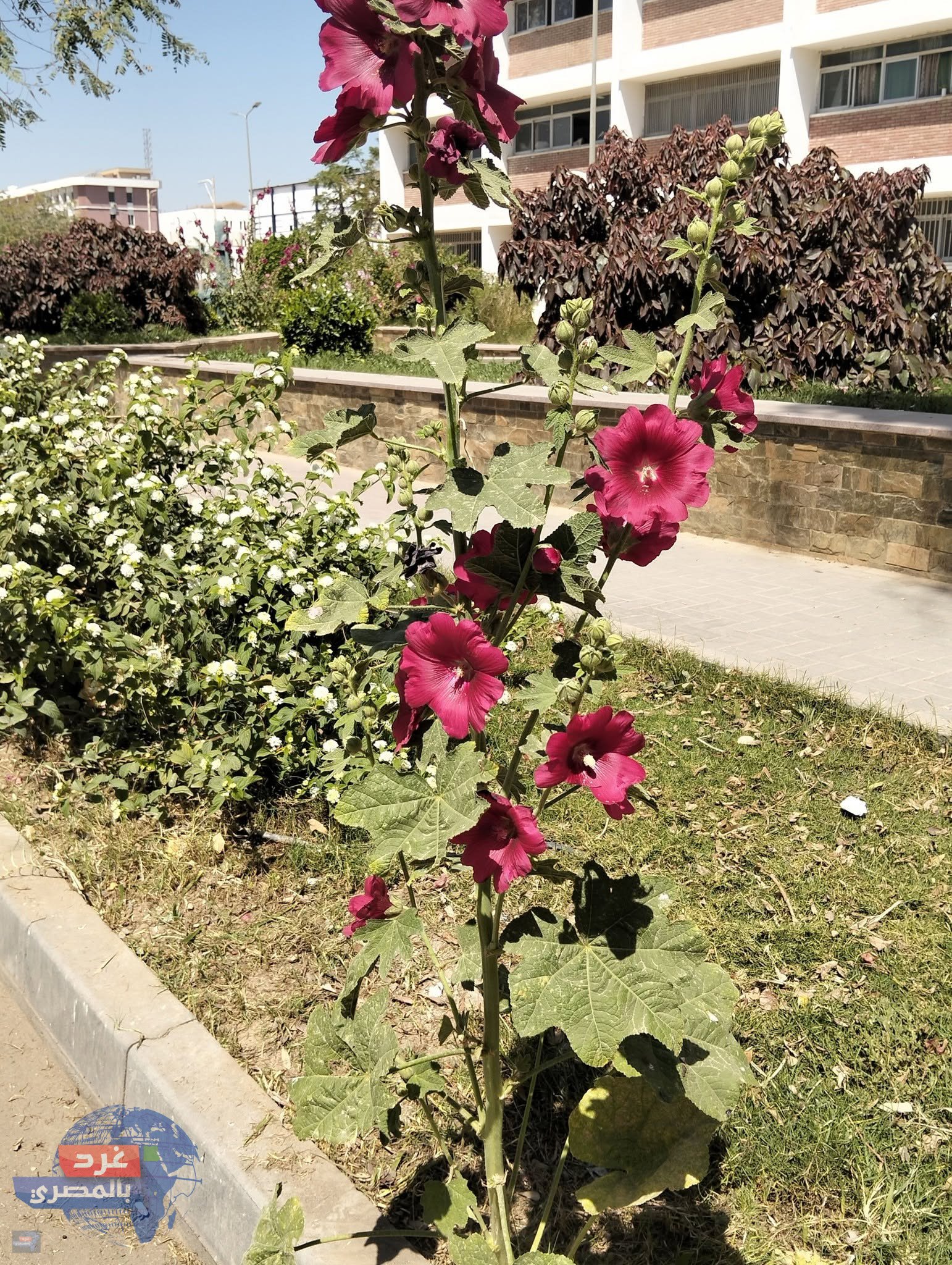 "فلسفة الزهرة"