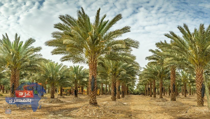 خطر يهدد نخيل مصر