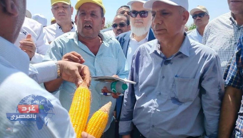 أصناف أرز وذرة هجينة