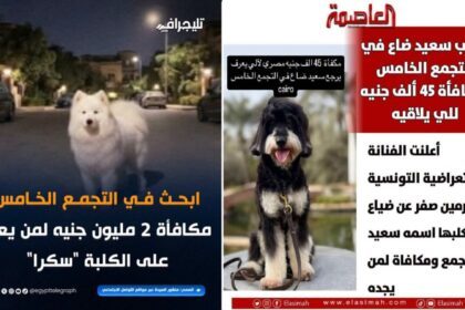 كلاب ولكن