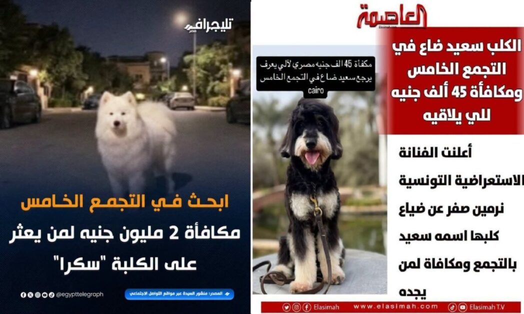كلاب ولكن